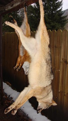 georges Coyote.JPG